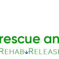Carolina Waterfowl Rescue