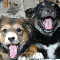 SPCA of Wake County