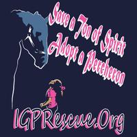 Iron Gait Percherons - Draft Horse Rescue
