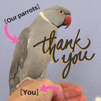 Parrot Education and Adoption Center