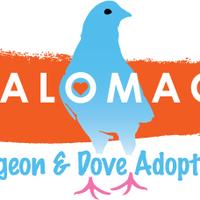 Palomacy Pigeon and Dove Adoptions
